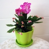 立泰悦达蟹爪兰A2盆栽 精致室内绿意，馈赠佳选