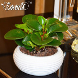 和立泰悦达豆瓣绿青叶碧玉盆栽对比 欧式白盆L1208与标准款哪个更适合您？